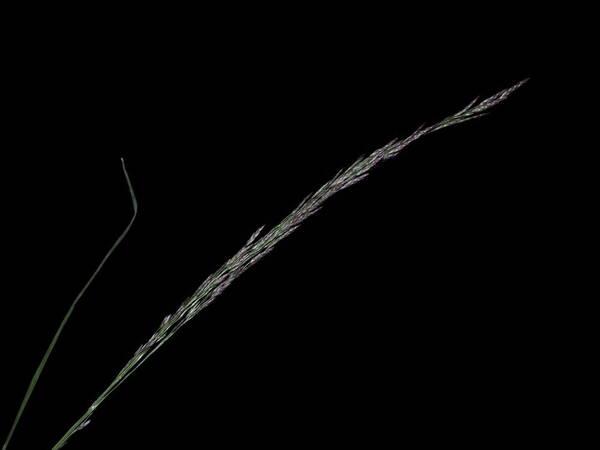 Eragrostis pilosa var. pilosa Inflorescence