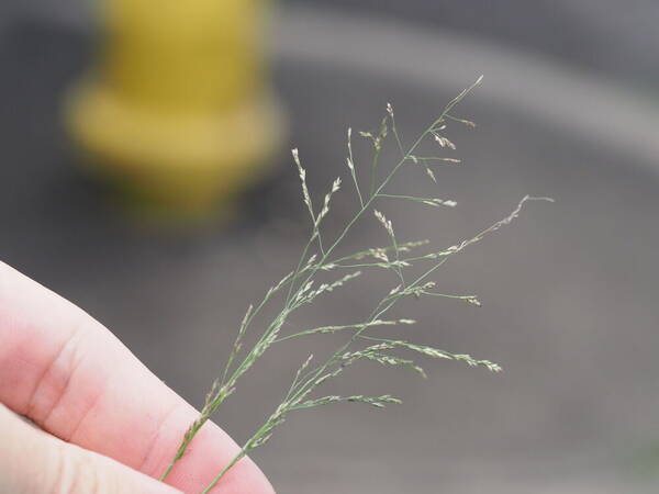 Eragrostis pilosa var. pilosa Inflorescence