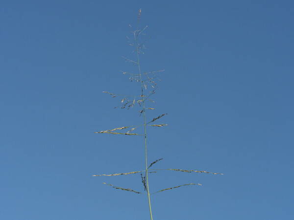 Eragrostis pilosa var. pilosa Inflorescence