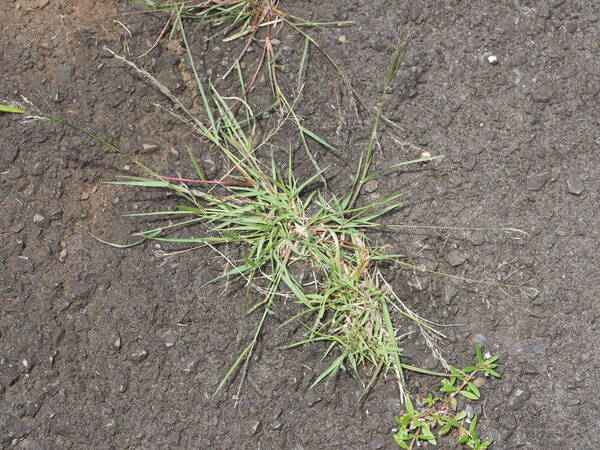 Eragrostis pilosa var. pilosa Plant