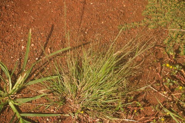 Eragrostis pilosa var. pilosa Plant