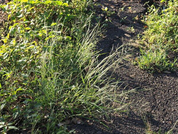 Eragrostis pilosa var. pilosa Plant