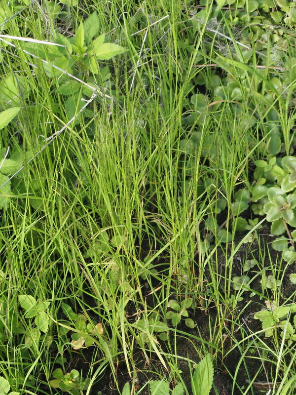 Eragrostis pilosa var. pilosa Plant