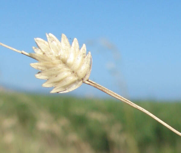 Eragrostis superba Spikelets