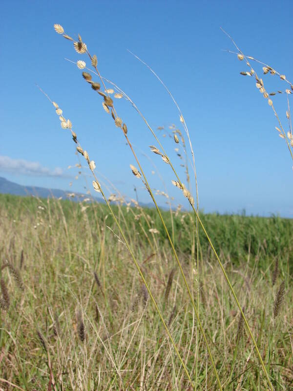 Eragrostis superba Inflorescence