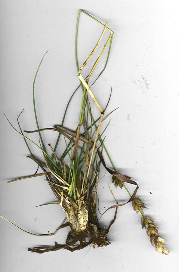 Eragrostis superba Plant