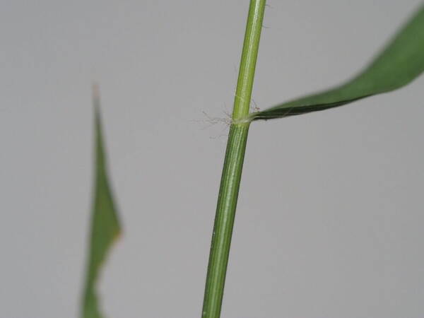 Eragrostis tenella Collar