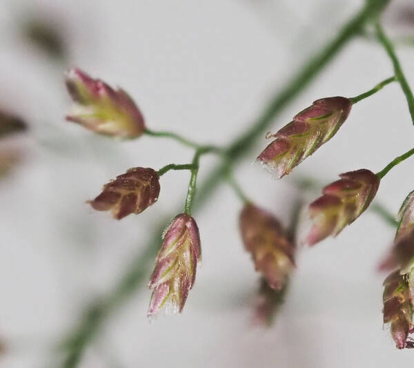 Eragrostis tenella Spikelets