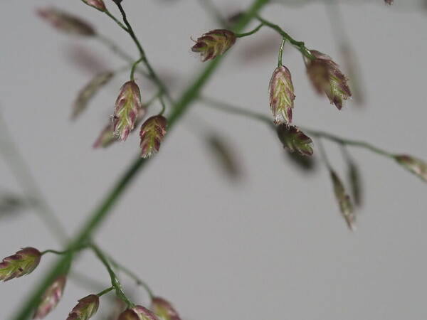 Eragrostis tenella Spikelets