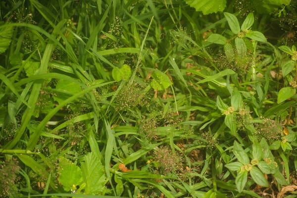 Eragrostis tenella Habit