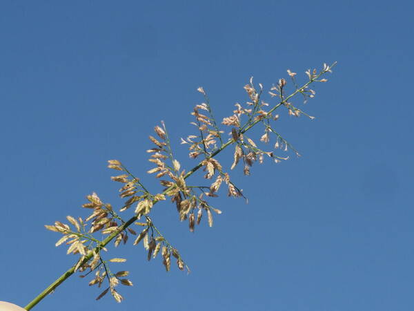 Eragrostis tenella Inflorescence