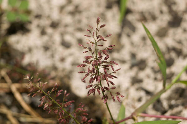 Eragrostis tenella Inflorescence