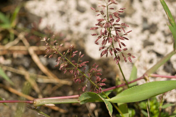 Eragrostis tenella Inflorescence