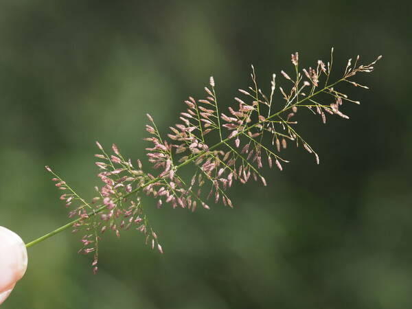 Eragrostis tenella Inflorescence