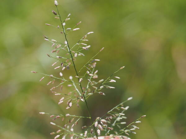 Eragrostis tenella Inflorescence