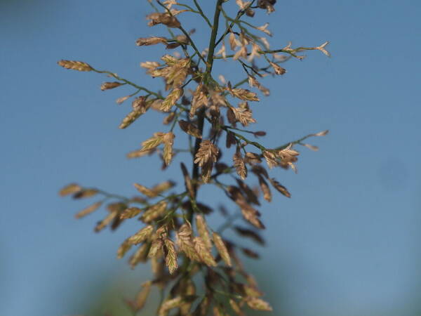 Eragrostis tenella Inflorescence