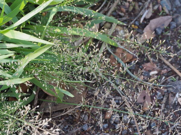 Eragrostis tenella Inflorescence