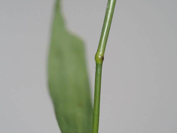 Eragrostis tenella Node