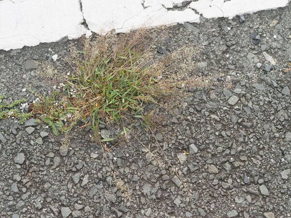 Eragrostis tenella Plant