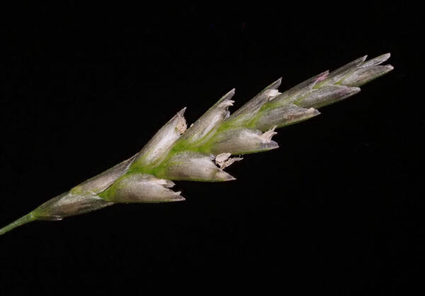 Eragrostis tenuifolia Spikelets