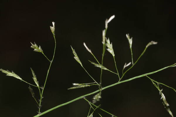 Eragrostis tenuifolia Spikelets