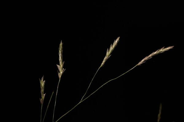 Eragrostis tenuifolia Spikelets