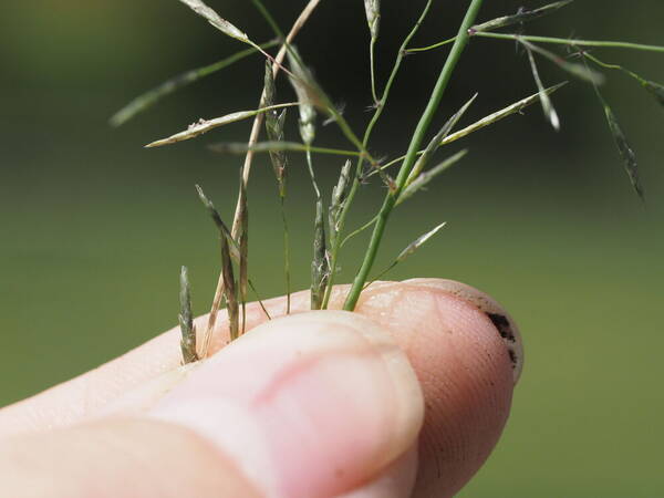 Eragrostis tenuifolia Spikelets