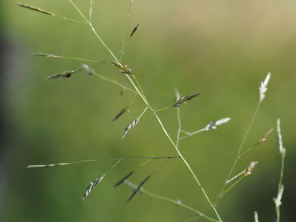 Eragrostis tenuifolia Spikelets