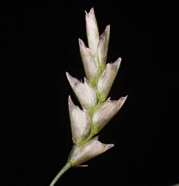 Eragrostis tenuifolia Spikelets