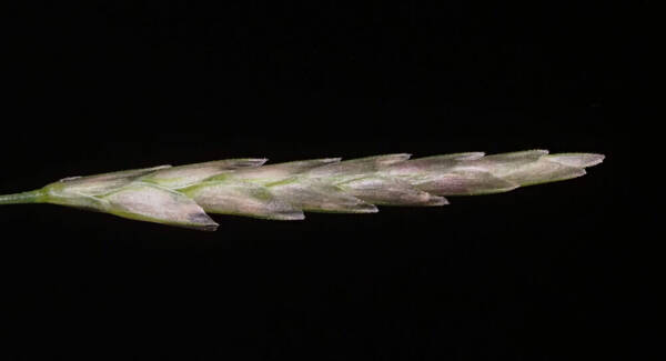 Eragrostis tenuifolia Spikelets