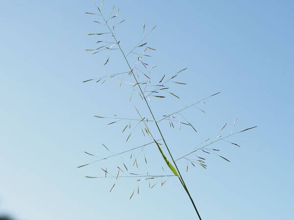 Eragrostis tenuifolia Inflorescence