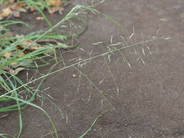 Eragrostis tenuifolia Inflorescence