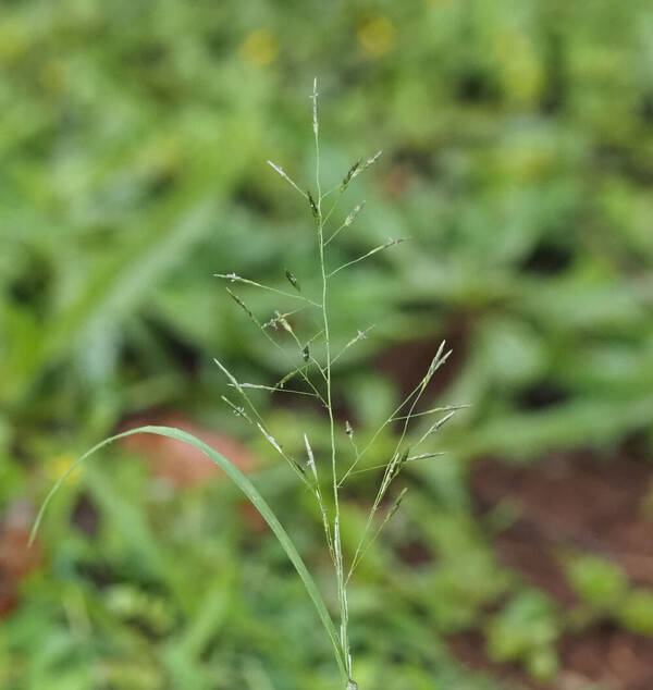 Eragrostis tenuifolia Inflorescence