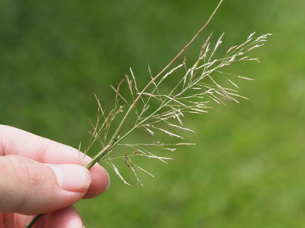 Eragrostis tenuifolia Inflorescence