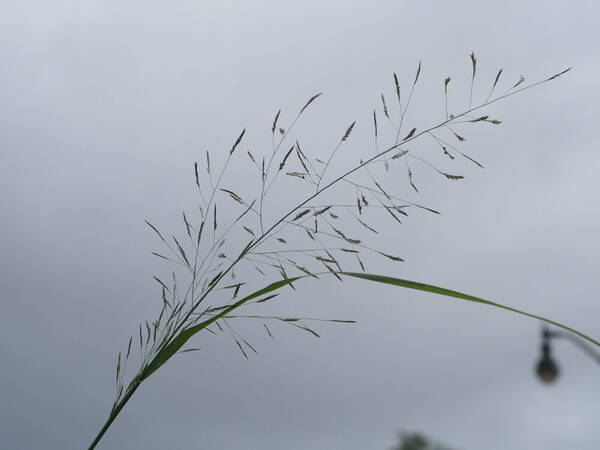 Eragrostis tenuifolia Inflorescence