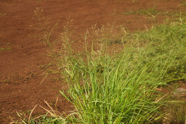 Eragrostis tenuifolia Plant