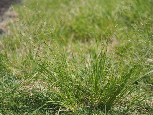 Eragrostis tenuifolia Plant