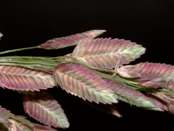 Eragrostis unioloides Spikelets