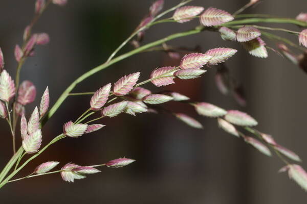 Eragrostis unioloides Spikelets