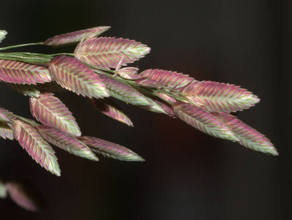 Eragrostis unioloides Spikelets