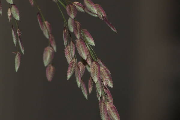 Eragrostis unioloides Spikelets