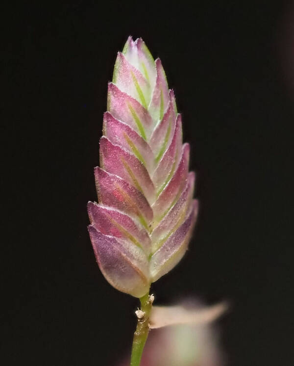 Eragrostis unioloides Spikelets