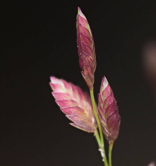 Eragrostis unioloides Spikelets