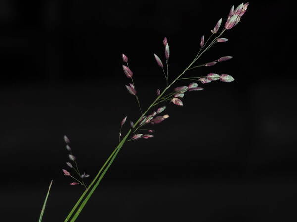 Eragrostis unioloides Inflorescence