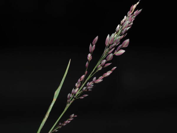 Eragrostis unioloides Inflorescence