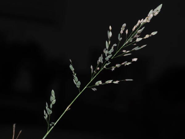 Eragrostis unioloides Inflorescence