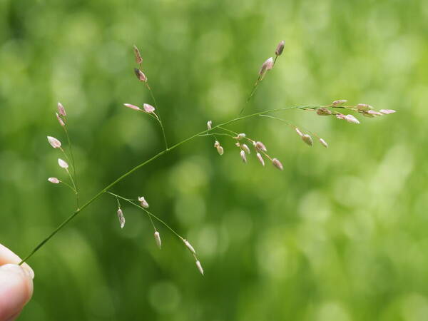 Eragrostis unioloides Inflorescence