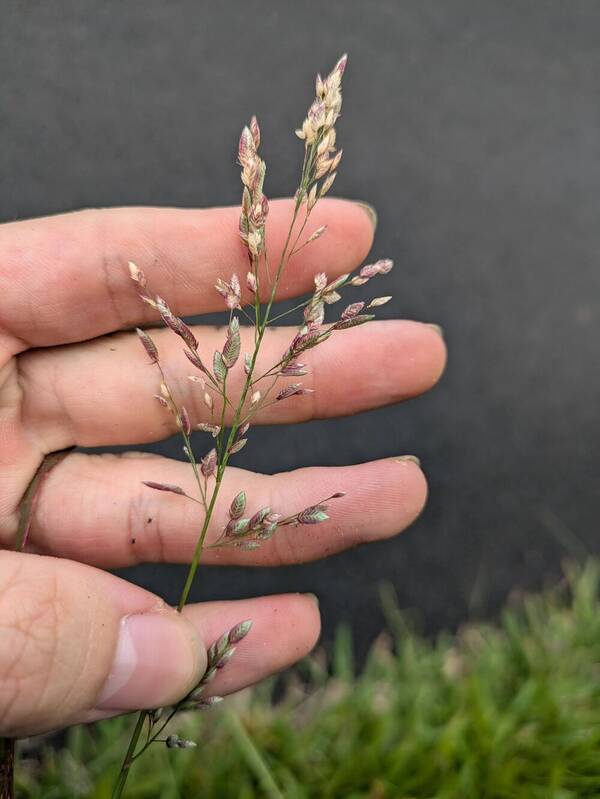 Eragrostis unioloides Inflorescence