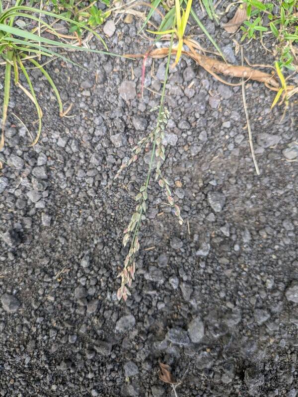 Eragrostis unioloides Inflorescence