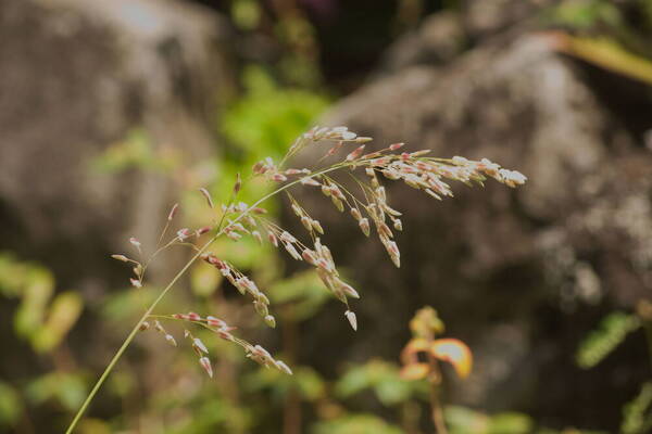 Eragrostis unioloides Inflorescence